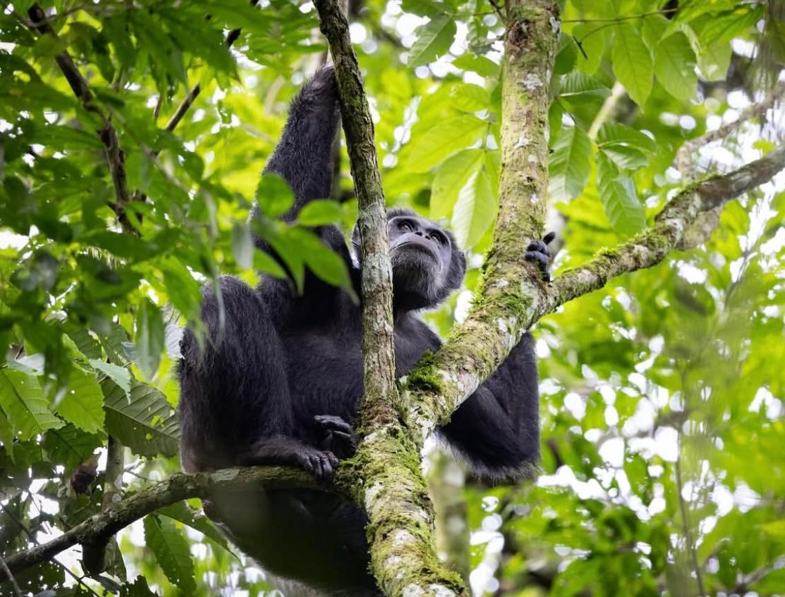 Day Rwanda Wildlife, Primates & Culture